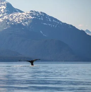 Whale tail Stock Photos