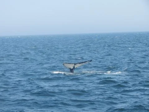 Whale Tail Stock Photos