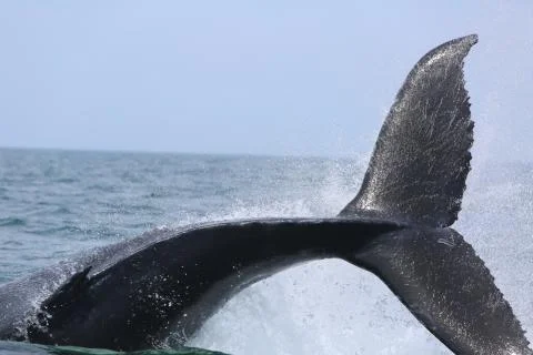 Whale Tail Stock Photos