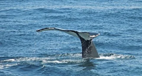 Whale Tail Stock Photos