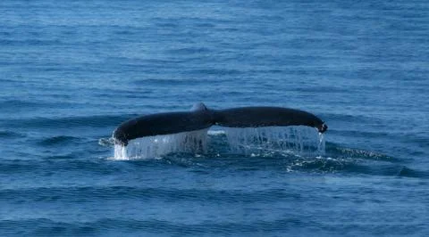 Whale Tail 스톡 사진