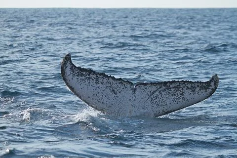 Whale Tail Stock Photos