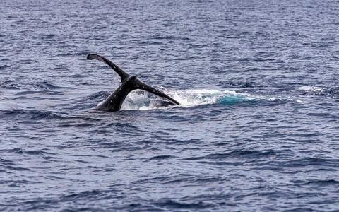 Whale Tail Stock Photos