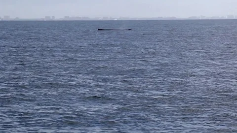 Whale tail slap, lobtail, tail throw Stock Footage 78072078