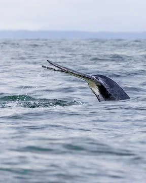 Whale Tail Splash Stock Photos