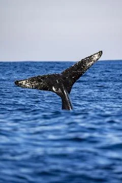 A whale tail when diving 库存照片