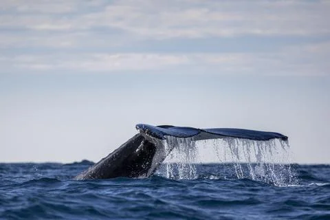 A whale tail when diving 库存照片