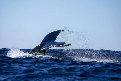 A whale tail when diving 库存照片