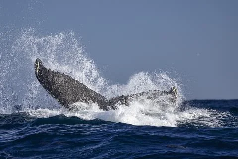 A whale tail when diving 库存照片