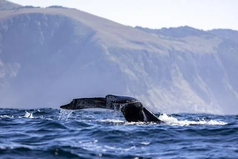 A whale tail when diving 库存照片
