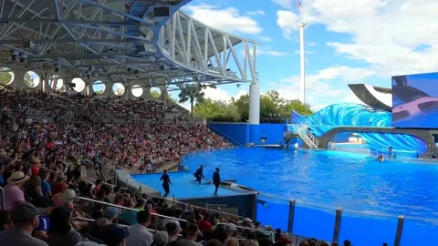 Whale turning over Stock Footage 162871501