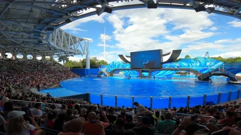Whale under water Stock Footage 162871429