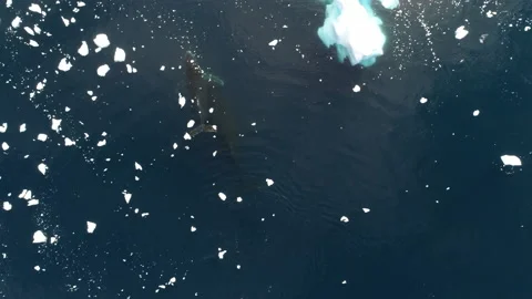 Whale underwater Stock Footage 133997531
