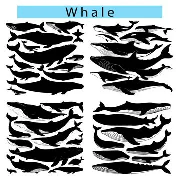 Whale vector silhouette, Whale shark drawing Stock Illustration