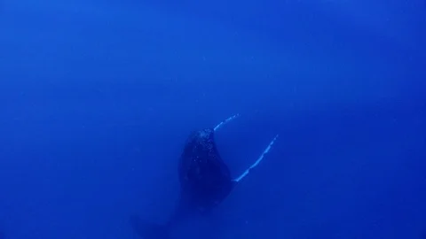 Whale vertically floats to surface of water. Video stock 105887008