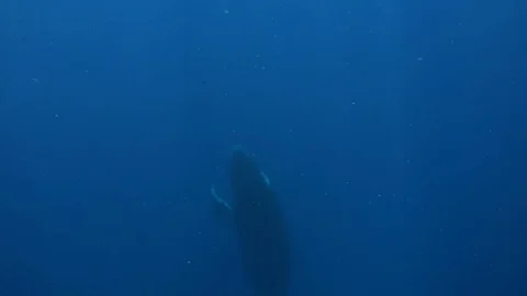 Whale vertically floats to surface of water near whale calf. 動画素材 117510130