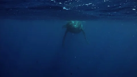 Whale vertically floats to surface of water near whale calf. 動画素材 117510208