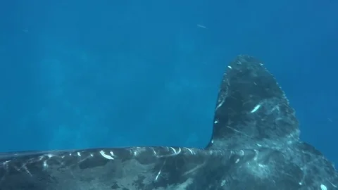 Whale vertically floats to surface of water near whale calf. 動画素材 117510859