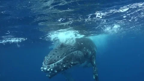 Whale vertically floats to surface of water near whale calf. 動画素材 117511101