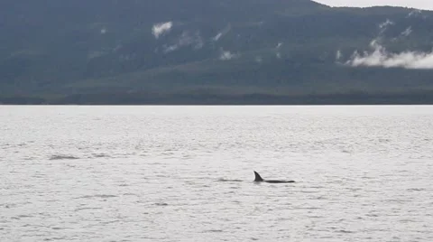 Whale watching in alaska Stock Footage 45528925