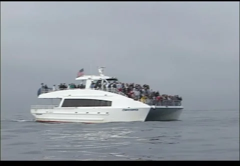 Whale watching boat 스톡 동영상 2923731