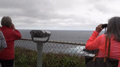 Whale watching Stock Footage 35256209