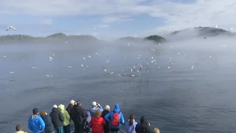 Whale watching Stock Footage 279757623