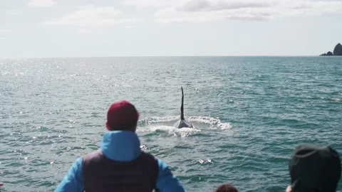Whale watching in Kamchatka Stock Footage 165766498
