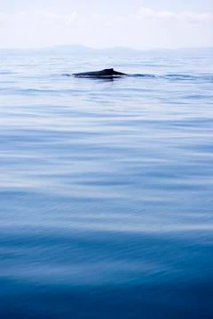Whale Watching Foto stock