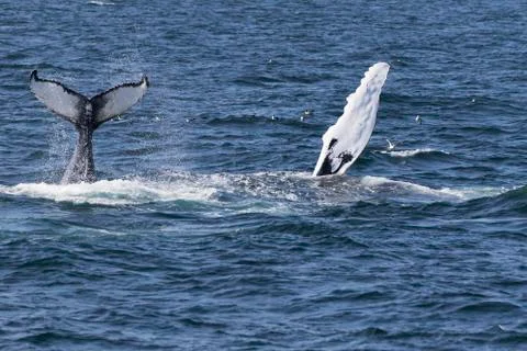 Whale watching. Stock Photos