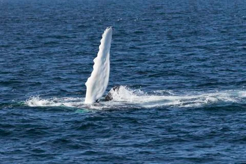Whale watching. Stock Photos