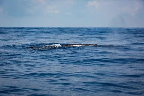 Whale watching Stock Photos