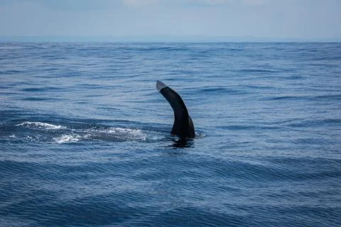 Whale watching Stock Photos