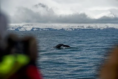 Whale watching Stock Photos