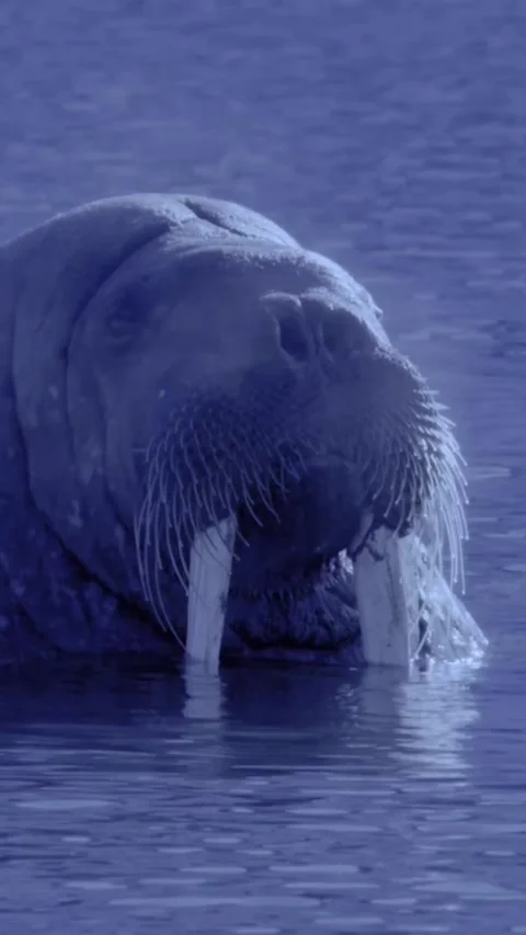 Whale in the water Stock Footage 269810590