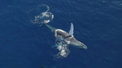 WHALE WAVES HELLO 4K DRONE ANGLE Stock Footage 168582742