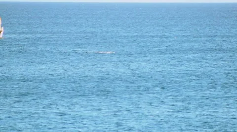 Whale001 Stock Footage 10730105