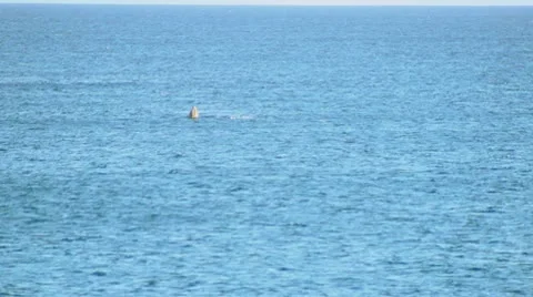 Whale002 動画素材 10727455