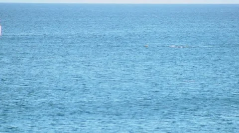 Whale003 動画素材 10726773