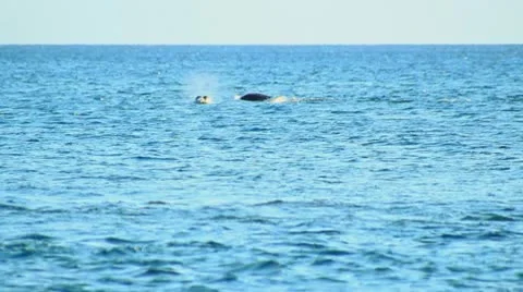 Whale004 動画素材 10729181