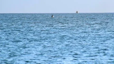 Whale005 Stock Footage 10728167