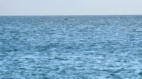 Whale006 Stock Footage 10729189