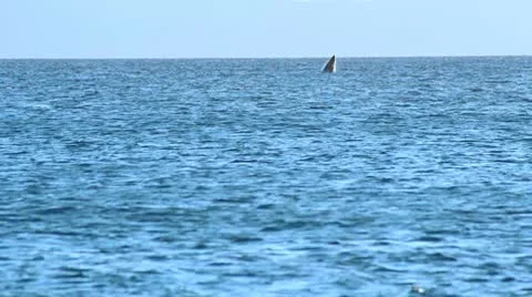 Whale007 Stock Footage 10729584