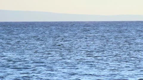 Whale008 動画素材 10730222