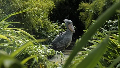 Whalehead stork looking at camera. Stockbeeldmateriaal 125647661