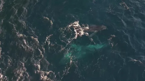 Whales 1 Stock Footage 292088748