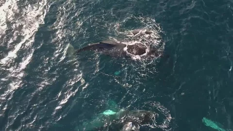 Whales 2 Stock Footage 292088504