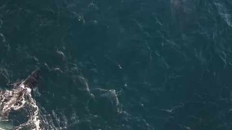 Whales 5 Stock Footage 292088751