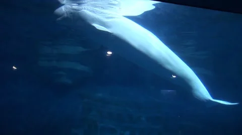 Whales in an Aquarium 스톡 동영상 53337640
