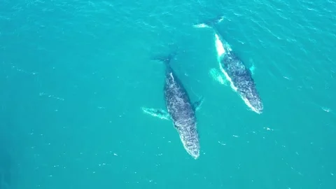 Whales Australia Video stock 244763485
